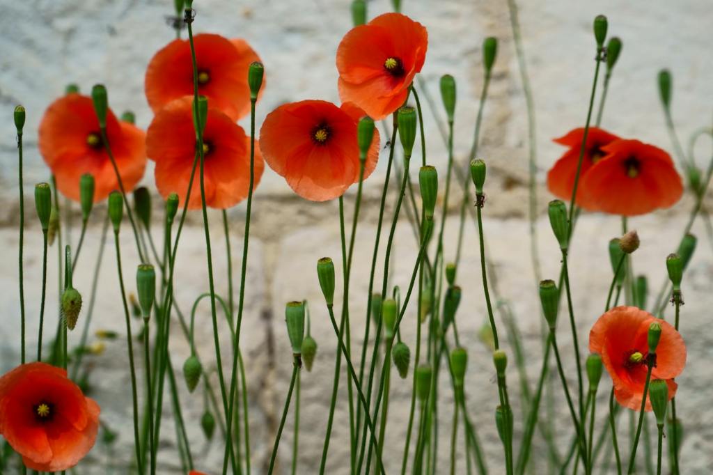 Lest We Forget Remember Thy&nbsp;God